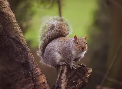 Expressing Love: Learn How to Say Te Quiero Mucho in English