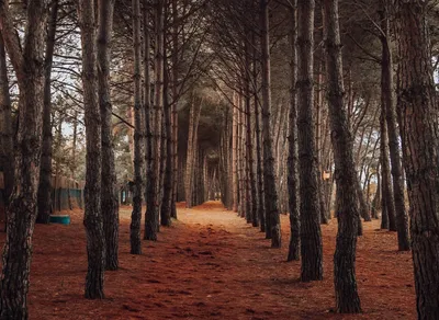 Headline: Express Your Love - 'Te Quiero Mucho, Mi Amor' Translated