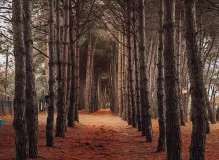 Headline: Express Your Love - 'Te Quiero Mucho, Mi Amor' Translated